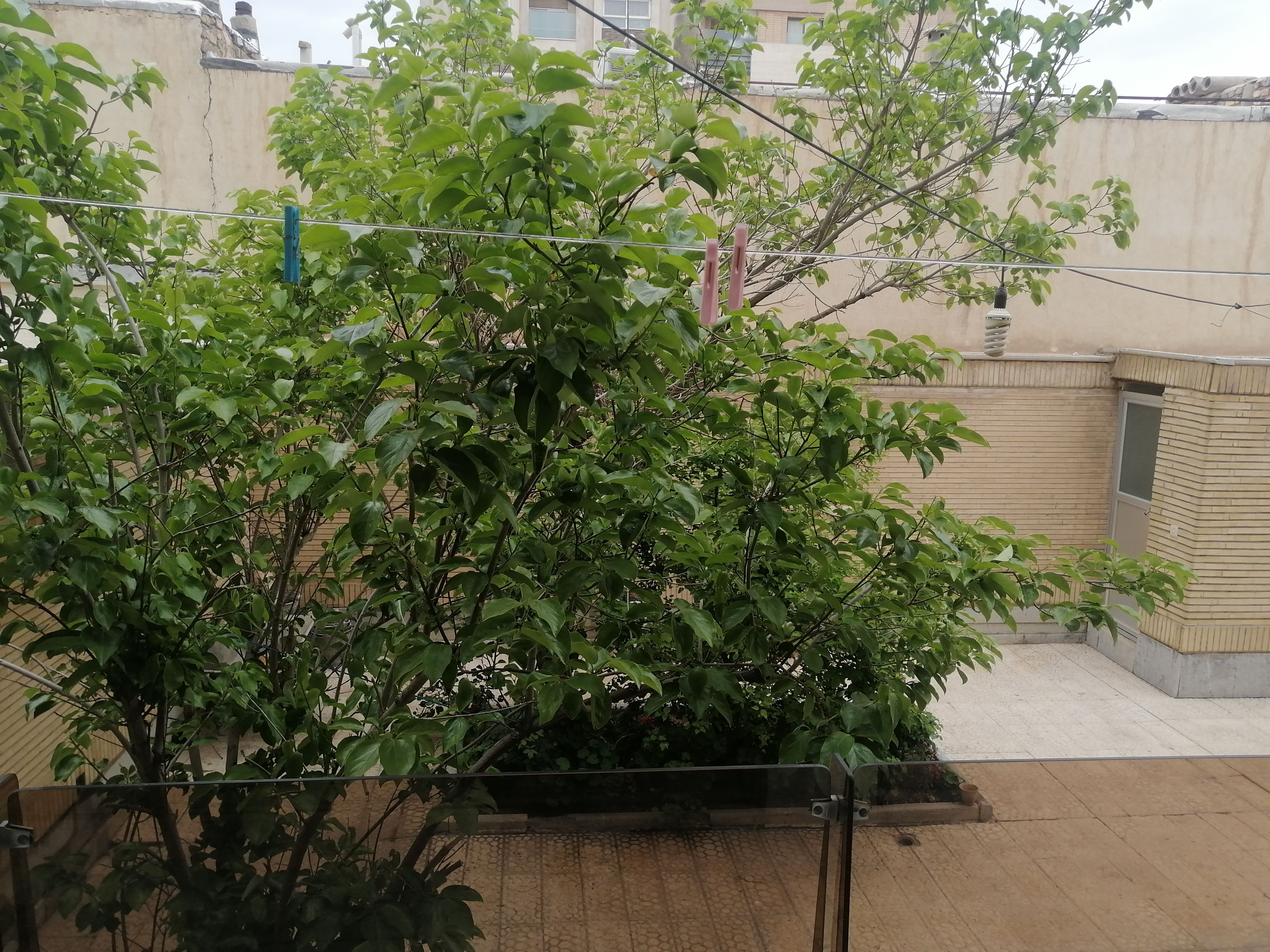 ویلایی